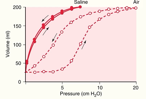<ul><li><p>elastic recoil in the saline-filled lung is a result of the lung tissue alone</p></li><li><p>elastic recoil in air-filled lung is the lung tissue and the surface tension at the air-fluid interface in the alveoli</p></li><li><p>surface tension contributes more to elastic recoil than elastic lung tissue, affecting compliance</p></li></ul><p></p>