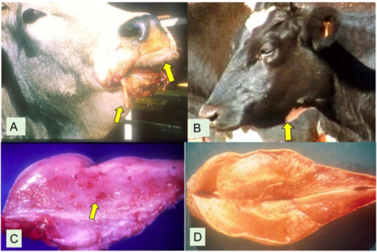 <p>1. Gram -ve coccobacilli</p><p>2. Found in oral cavity of ruminants</p><p>3. Targets soft tissue, associated with trauma in the oral cavity → Interference with feed intake</p>