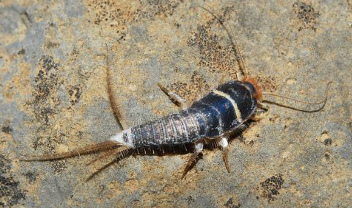 <p>silverfish</p><ul><li><p>wingless, flattened, long antennae</p></li><li><p>3 equally long filaments</p></li><li><p>small or absent eyes</p></li><li><p>long antennae </p></li></ul><p></p>