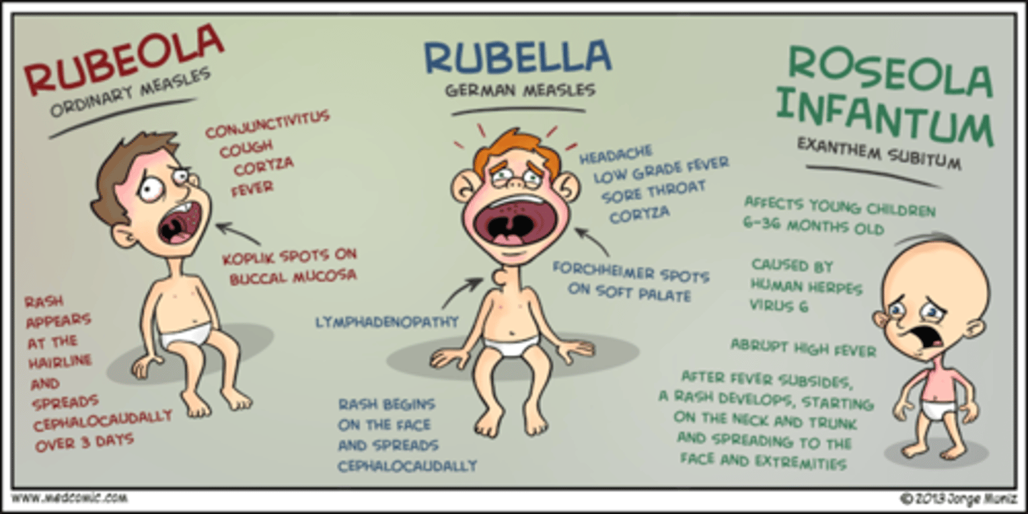 <p>Rubella (German measles) and Rubeola (Measles)</p>