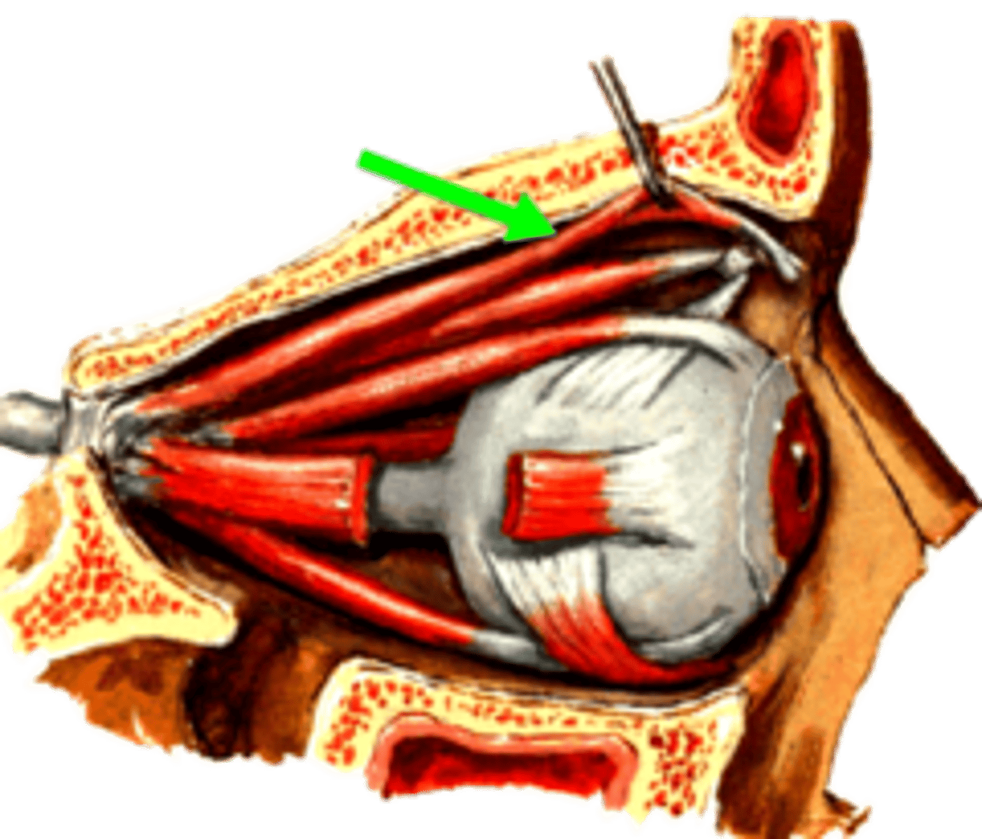 <p><em>identify the structure:</em></p>