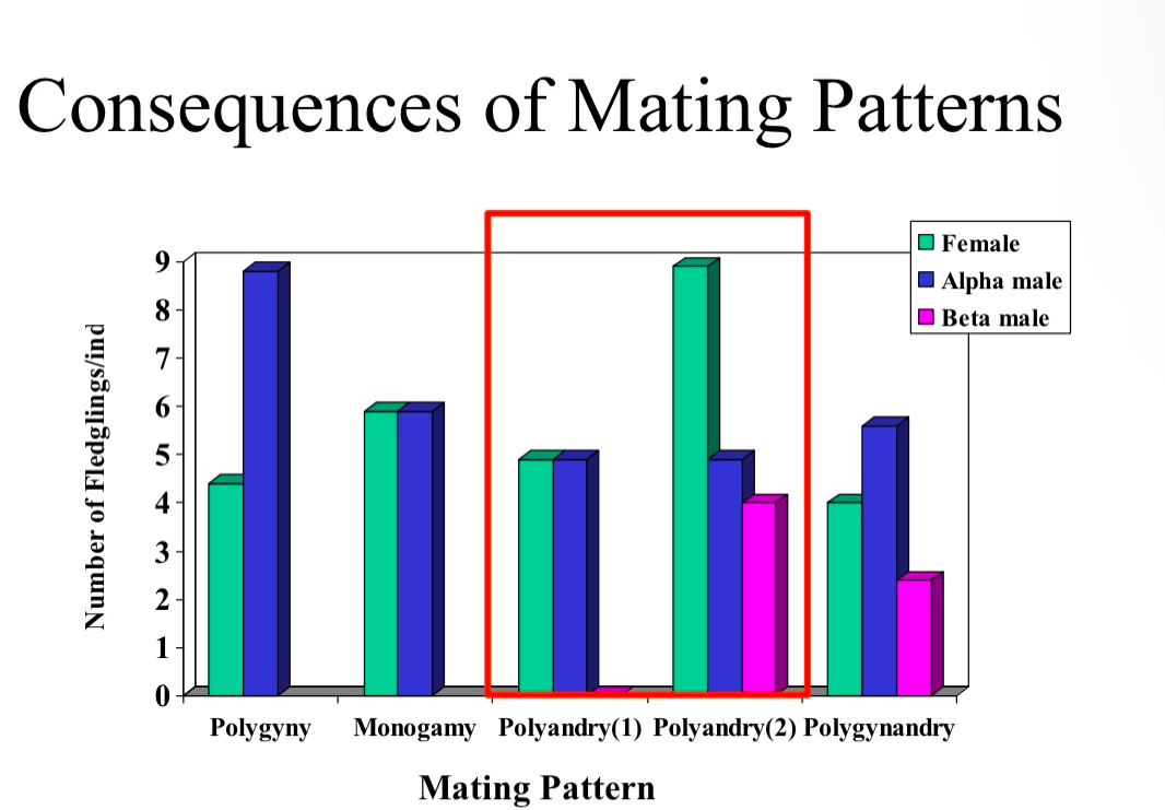 <p>Traits favoring particular mating pattern in one sex (e.g., polygyny in males) are costly to other sex (females) and vice-versa (polyandry for females)</p>