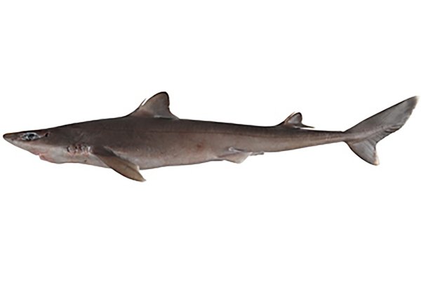 <p>Dogfish Sharks (Spiny dogfish)</p><ul><li><p>small bodied, shark shaped</p></li><li><p>no anal fin</p></li><li><p>1st dorsal fin in front of pelvic fins</p></li><li><p>spine at front of both dorsal fins</p></li><li><p>abdominal pelvic fins</p></li></ul><p></p>