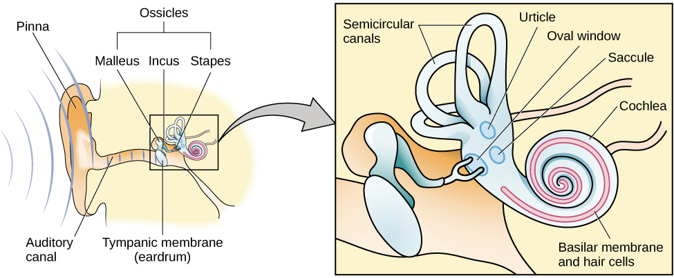 <p><strong><u>Audition (Mod 20)</u></strong></p><p>A thin strip of tissue within the cochlea that contains the hair cells that serve as the sensory receptors for the auditory system. </p>