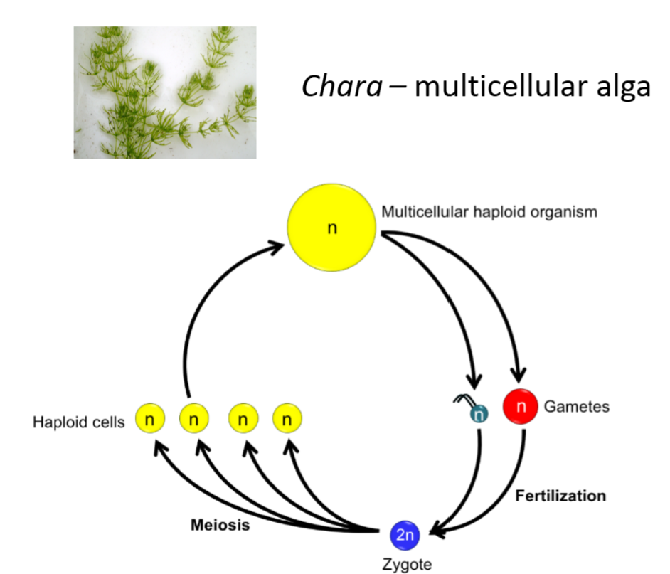<ul><li><p>Haploid phase is dominant - one set of chromosomes</p></li><li><p>Haploids get together and create gametes</p></li><li><p>Gametes are fertilised to form a zygote</p></li><li><p>Zygote undergoes meiosis to form haploid cells</p></li></ul><p></p>