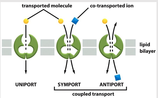 <ul><li><p>type of coupled transporter</p></li><li><p>aka: co-transporters</p></li><li><p>Simultaneously transports a second solute in the same direction</p></li></ul><p></p>