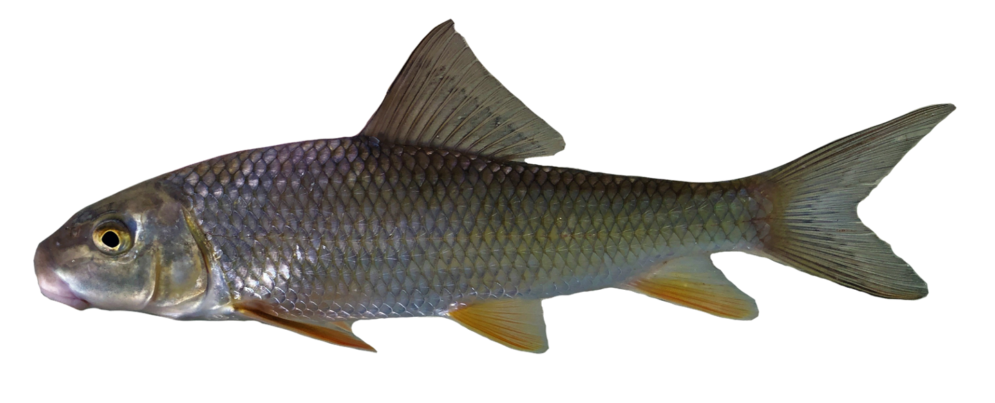 <p><span>Lateral Line Scale Counts - 44 or more</span></p>
