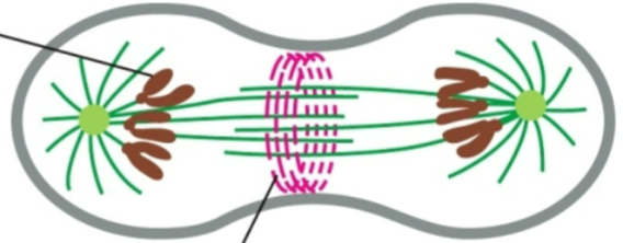 <p>cytoplasmic division</p>