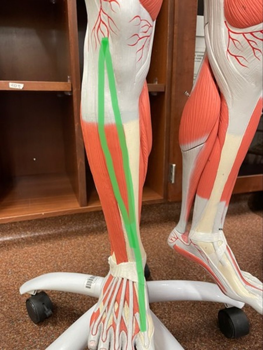 <p>O: tibia</p><p>I: metatarsal I</p><p>A: dorsiflexion; ankle inversion</p>