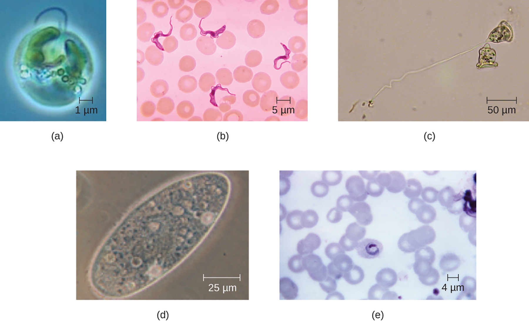 <p>What is eukaryotic cell morphology?</p>
