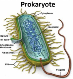 <p>cellular components just thrown in the cell; no organization</p><p>no nucleus (DNA/RNA floats around)</p>