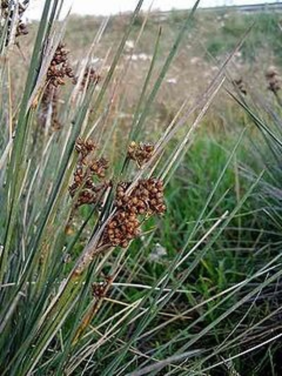 <p>Spiny rush</p>