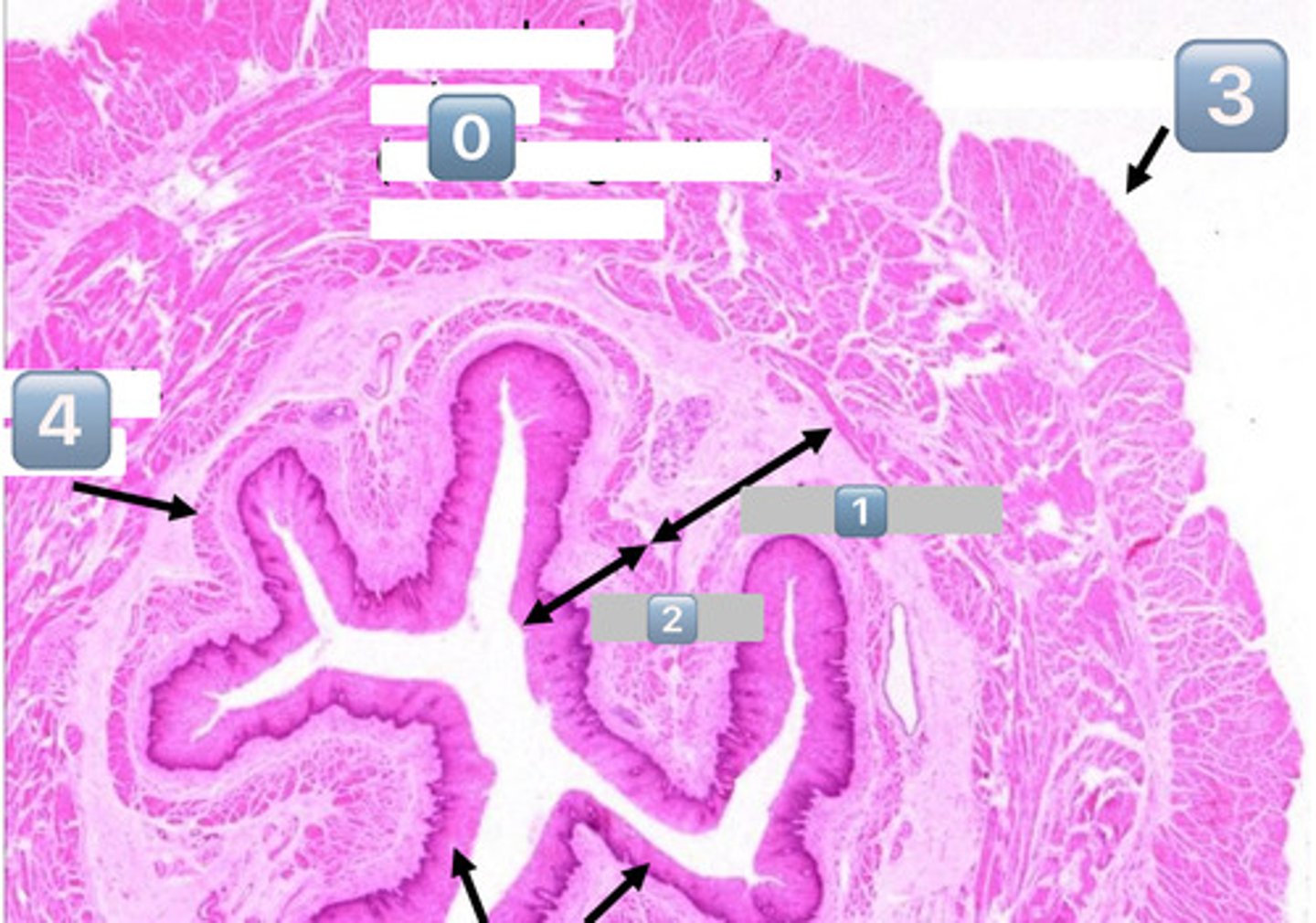 <p>mucosa</p>