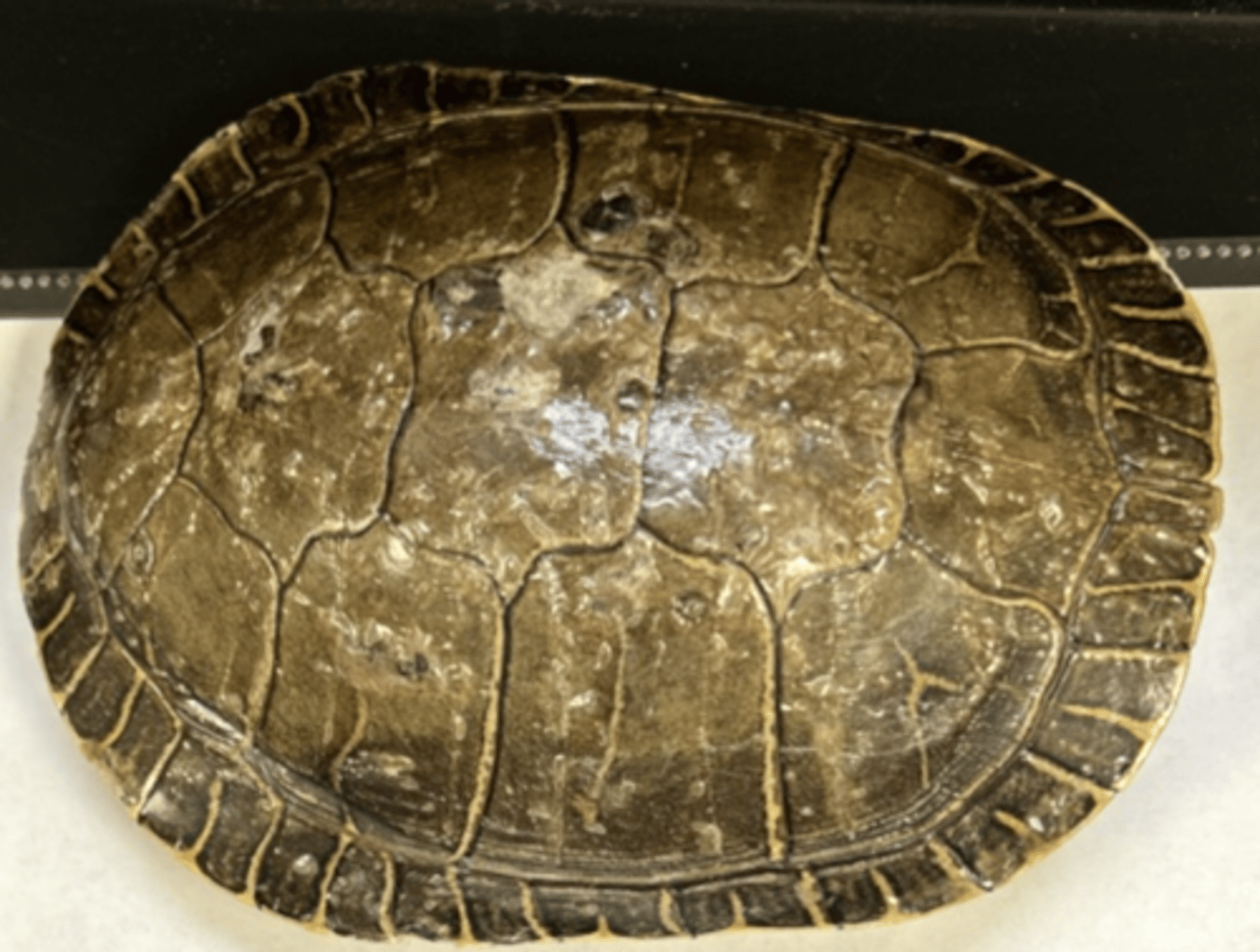<p>what type of turtle does this shell come from</p>