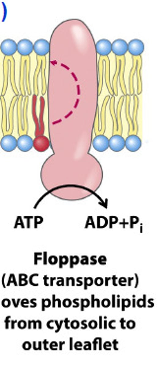 <p>moves phospholipids from cytosolic to outer leaflet</p>
