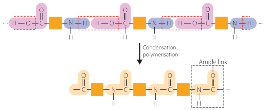 <p>condensation polymers held together by amide links (also found in peptides known as peptide links) e.g. natural → peptides, synthetic → nylon</p>