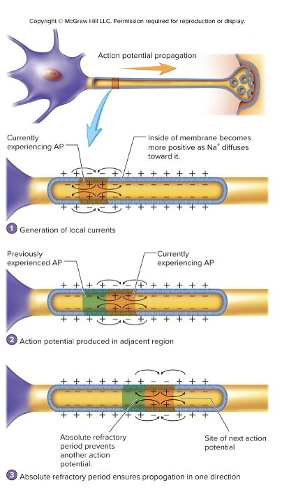 <ul><li><p>Happens in <strong>unmyelinated axons</strong></p></li><li><p>Generates an action potential in each section of the plasma membrane</p></li><li><p>An action potential in one section of membrane allows for Na<sup>+</sup> to diffuse to adjacent areas <strong>(local current) </strong>causing depolarization</p></li><li><p>new identical action potential is generated in response to the depolarization</p></li></ul><p></p>