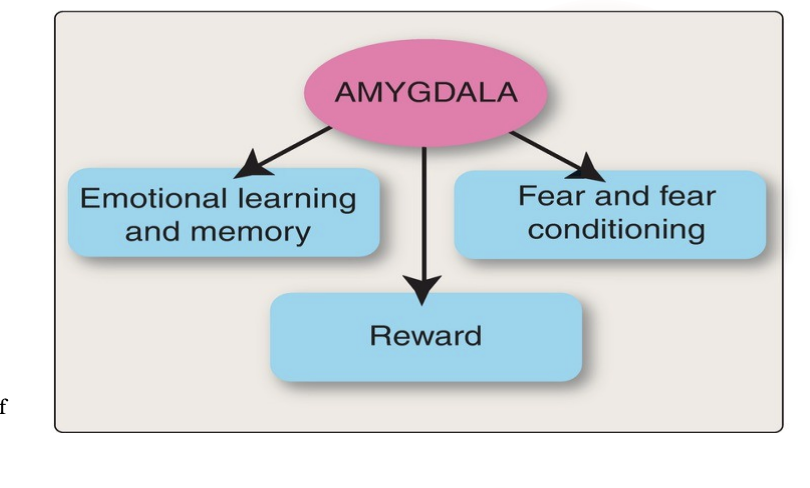 <ul><li><p>Responsible for emotional learning and memory&nbsp;</p></li><li><p><strong>It links perception (what we see) with visceral responses and behavioral responses and with memory</strong></p></li><li><p><strong>Fear and fear conditioning: </strong>this is where you learn to be afraid of something.&nbsp;</p><ul><li><p>EX:<span><span> If a loud noise (unconditioned stimulus) is always paired with a specific room (neutral stimulus), you will eventually become afraid of that room even without the noise.</span></span></p></li></ul></li><li><p><span><span>To actually "feel" fear, you need to</span><strong><span> recognize and interpret the situation</span></strong><span>. This involves the amygdala and other parts of the brain working together</span></span></p></li><li><p><span><span>Also part of the reward circuitry&nbsp;</span></span></p></li></ul><p></p>