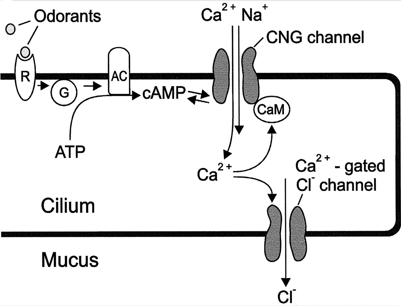 olfactory transduction