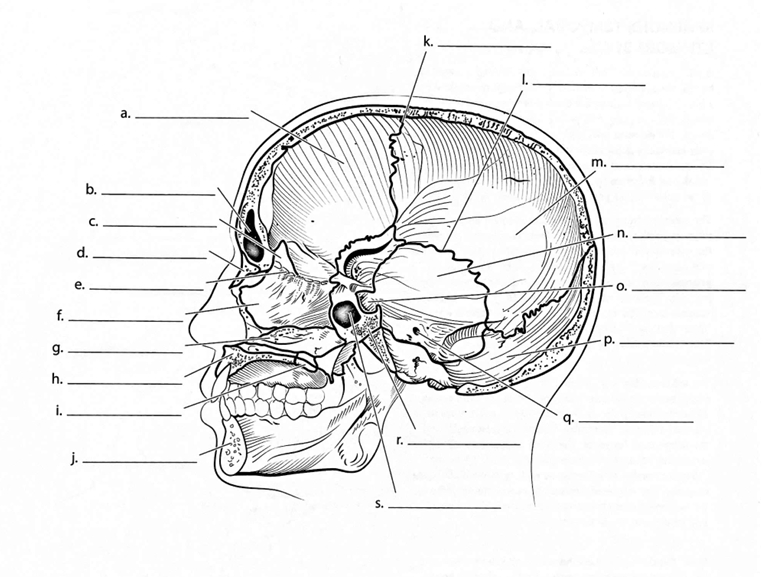 <p>ID → Frontal Bone</p>