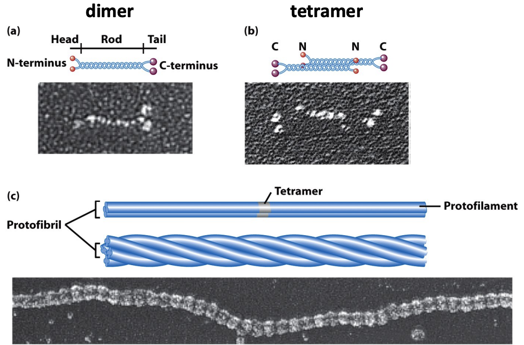 \
* IF proteins have a central αhelical coiled-coil rod domain that is highly conserved and heads and tails that are variable in length and sequence. 
* They form a parallel dimer that assembles into an antiparallel tetramer. Tetramers assemble end-to end to form protofilaments, which associate laterally to form protofibrils. 
* Protofibrils further assemble into an IF. 
* Because the tetrameric subunit has no polarity, the filament has no polarity