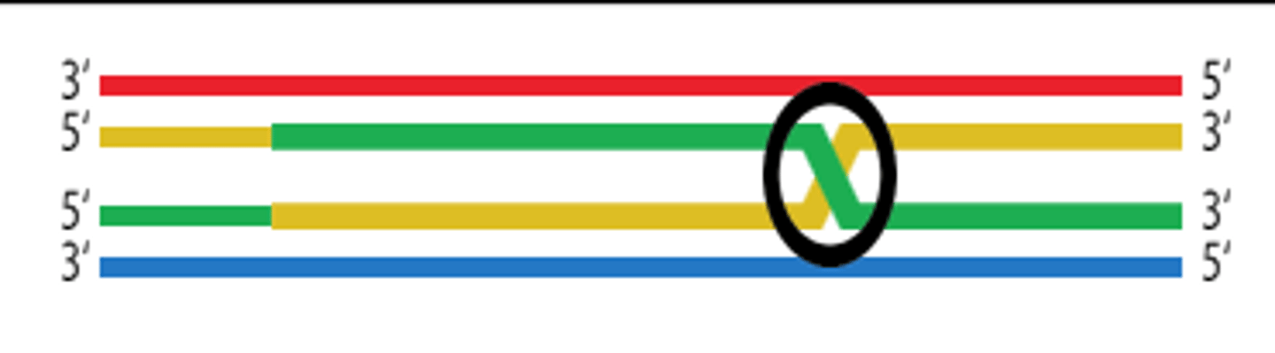 <p>The exact spot where DNA strands swap places between two different DNA molecules.</p>