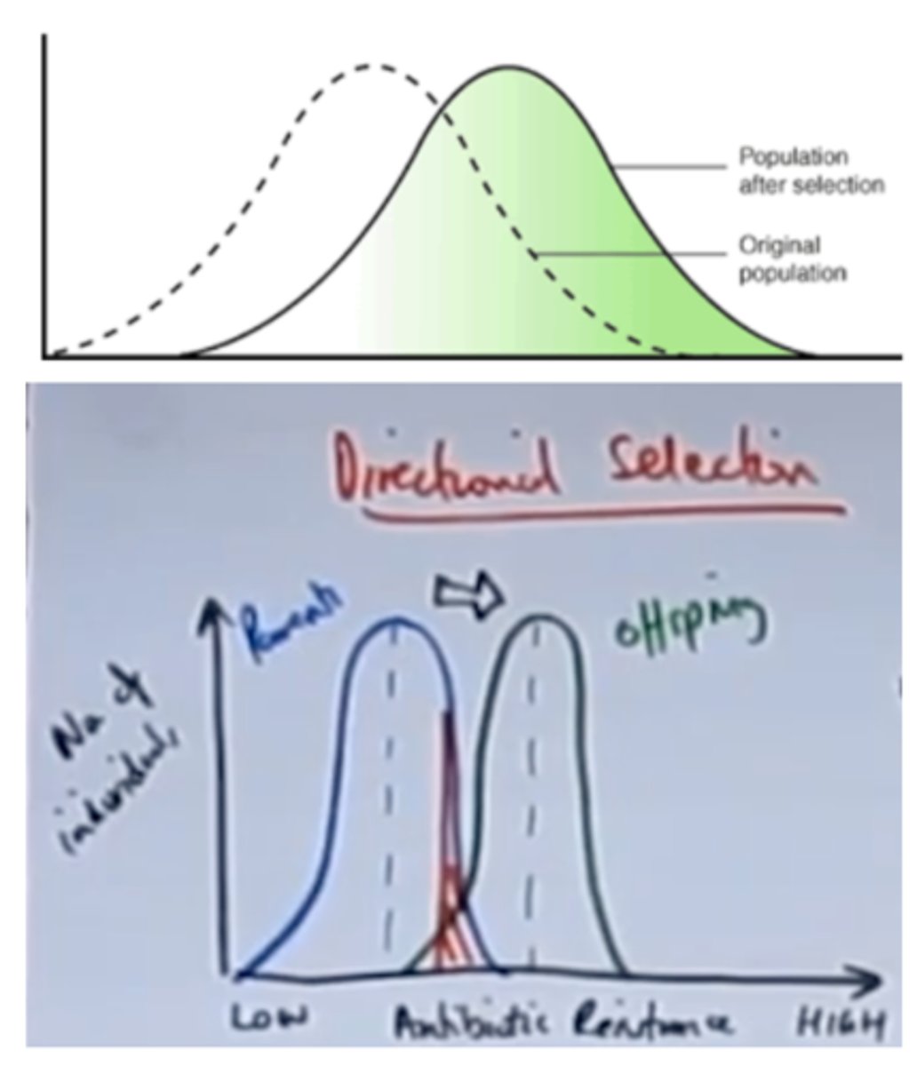 <p>- Change in environmental conditions<br>- Selection pressure acts one side of the mean<br>- One extreme phenotype (with extreme type of characteristic) more likely to survive and reproduce<br>- Eg: Bacteria with gene for antibiotic resistance<br>- Mean phenotype changes<br>- Antibiotic resistance allele will increase in offspring<br>The mean amount of antibiotic resistance changes (increases)</p>