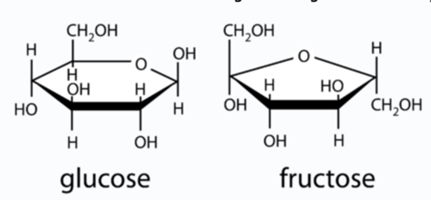 <p>Glucose forms a six ring structure</p><p>Fructose forms a five ring structure with six carbons</p>