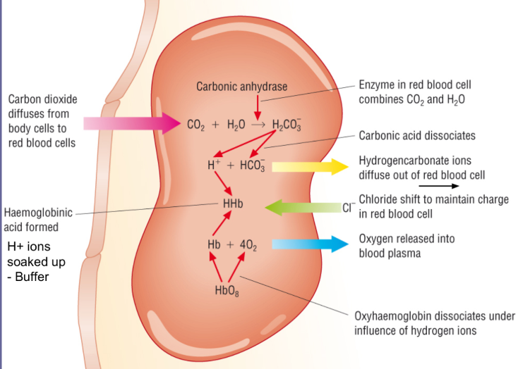 transport of CO2 as hydrogen carbonate ions