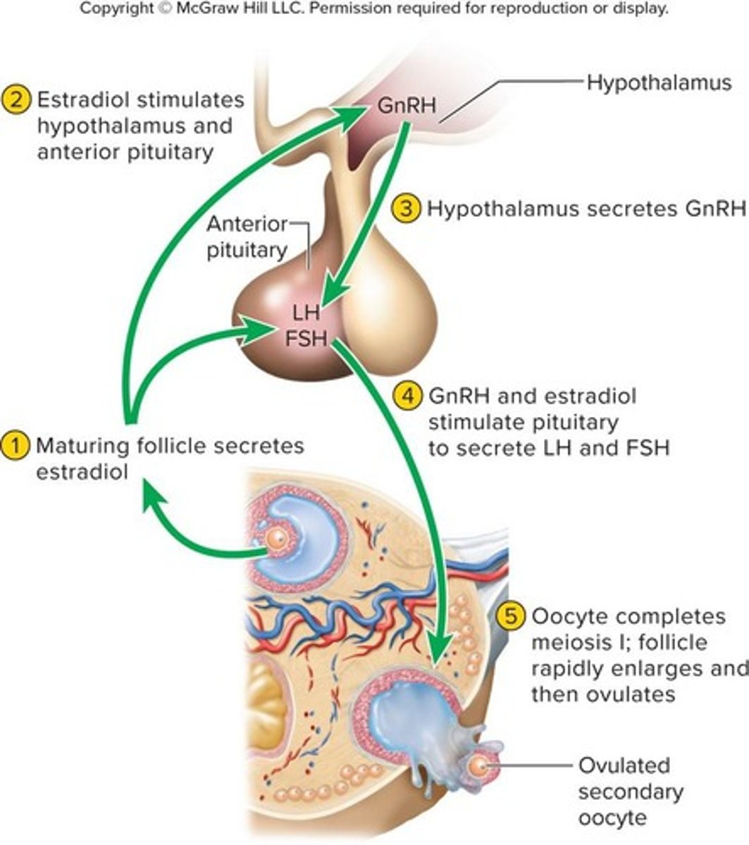 <p>Gonadotropin-releasing hormone (GnRH).</p>