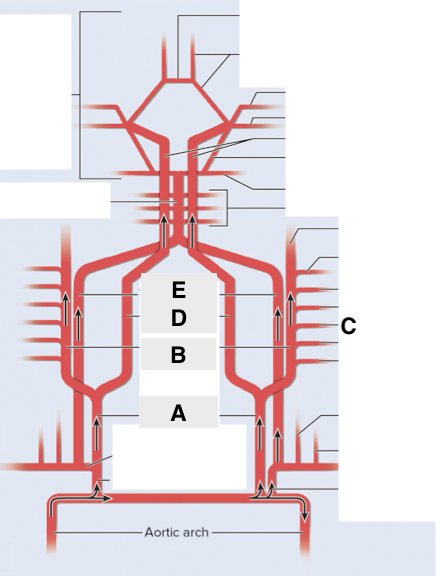 <p>Name point B.</p>