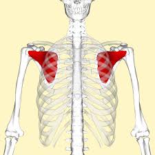 <p>subscapularis inserted at..</p>