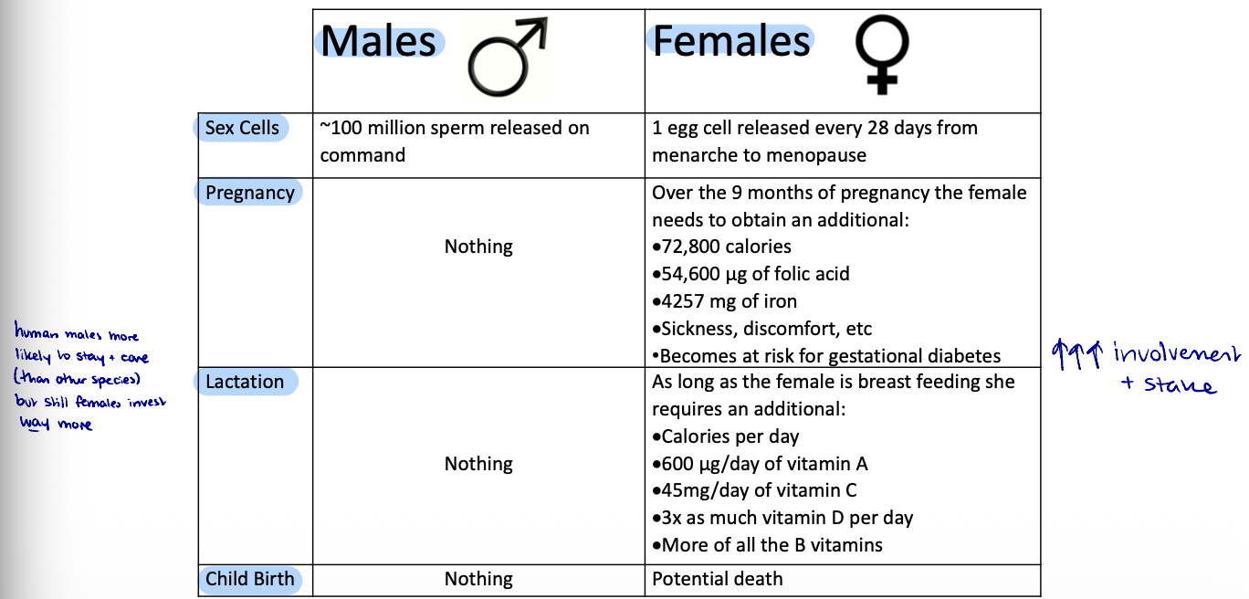 <ul><li><p><strong>Males:</strong> </p><ul><li><p>Voluntary release sperm</p></li><li><p>No cost for pregnancy, lactation or childbirth</p></li></ul></li><li><p><strong>Females:</strong></p><ul><li><p>1 egg cell/28 days from menarche-menopause</p></li><li><p>Need 72800 calories, extra folic acid, iron, physical illness during pregancy</p></li><li><p>Need extra calories and vitamins during lactation</p></li><li><p>Potential death during childbirth</p></li></ul></li></ul><p></p>
