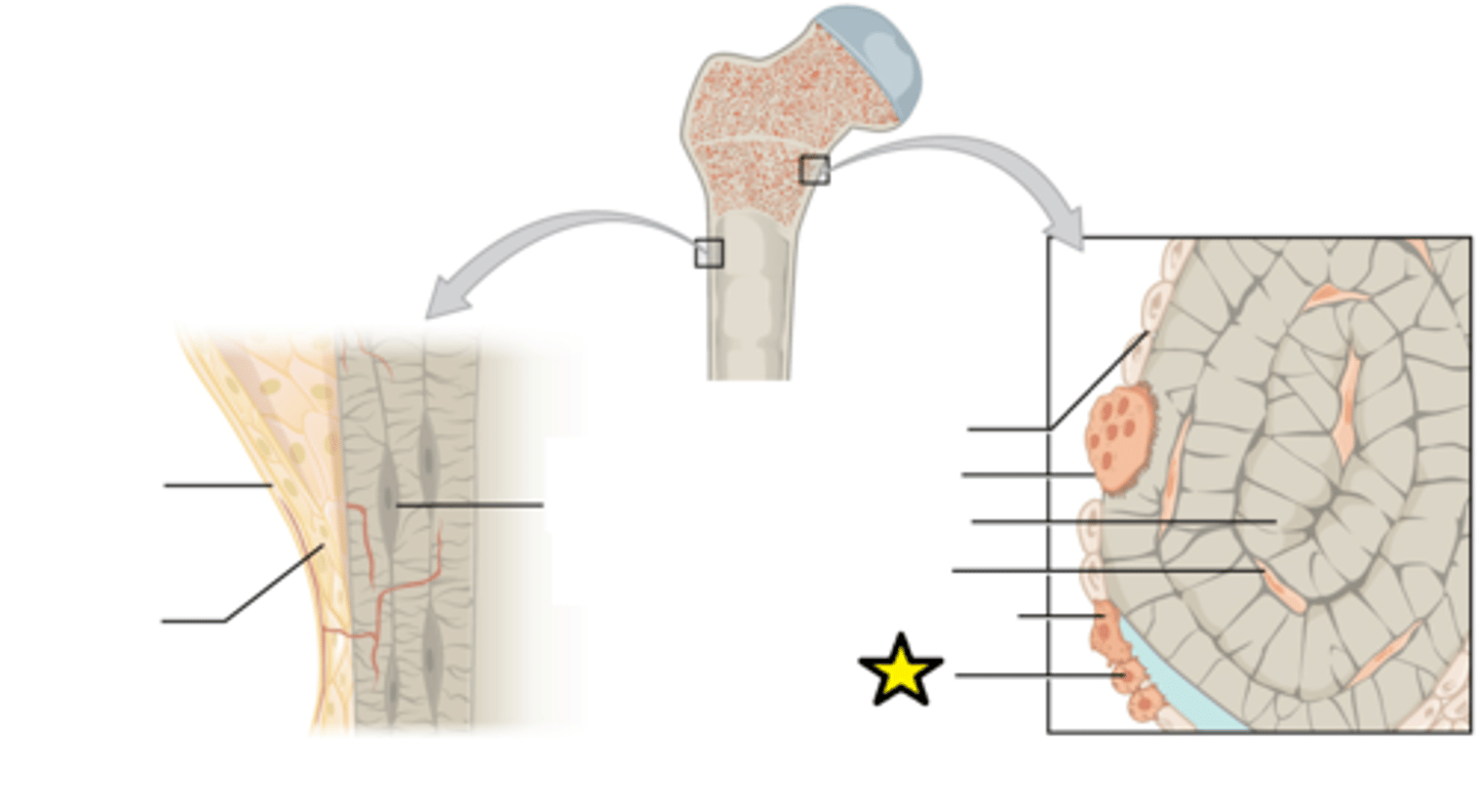 <p>Developing (baby) bone cell</p>