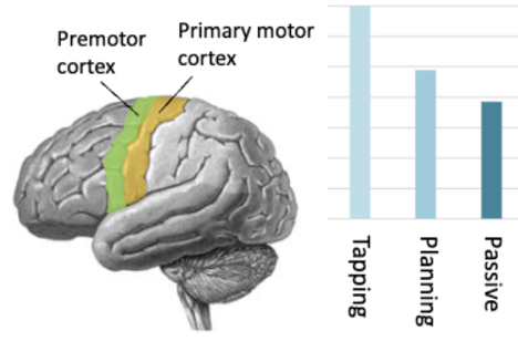 <ul><li><p>Strong activation for tapping</p></li><li><p>But also some just for listening</p></li></ul><p></p>
