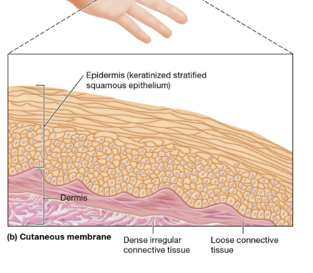 <p>Cutaneous Membrane notes</p><p></p>