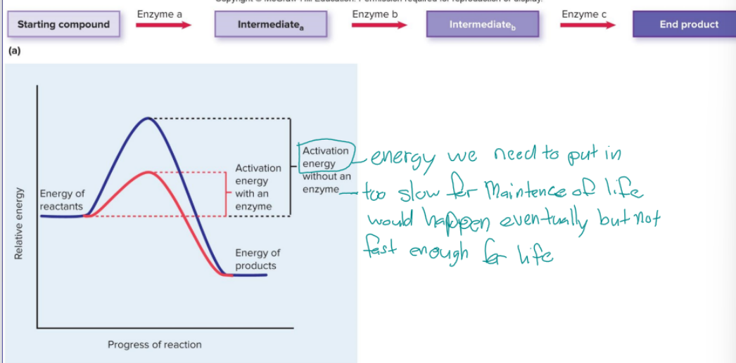 <p>specific to each step in a pathway, turns one substate into one product (final or intermediate), proteins, forms or breaks bonds or transfers electrons between atoms by bending, can be reused because they are not altered when catalyzing a reaction</p>