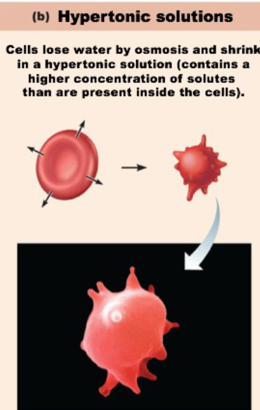 <ul><li><p>have a higher concentration of solutes than inside the cell</p></li><li><p>Water moves out of the cell</p></li><li><p>Cell will “shrivel up” or crenate</p></li><li><p>Ex: 10% NaCl solutions</p><p></p></li></ul><p></p>