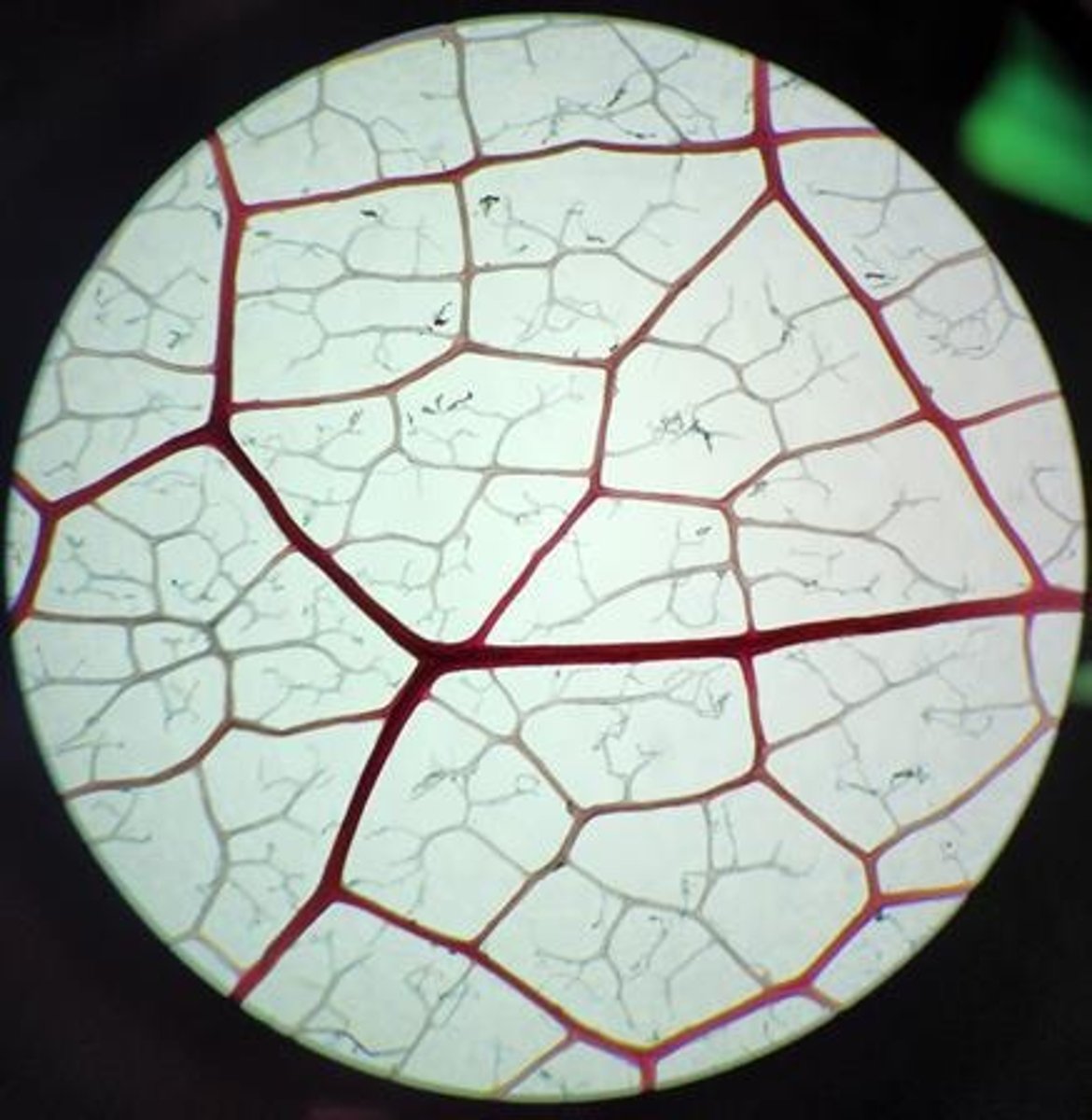 <p>The vascular tissue responsible for the transport of water and minerals from the roots to the rest of the plant.</p>