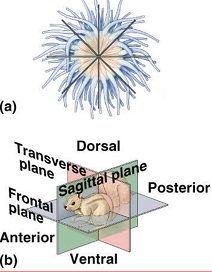 <p>Body has <strong>right and left halves that are mirror images</strong>, bisected only by the <strong>sagittal plane</strong>.</p>