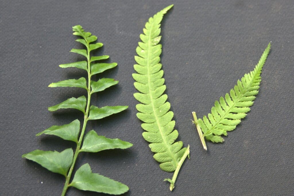 once cut, twice cut, thrice cut