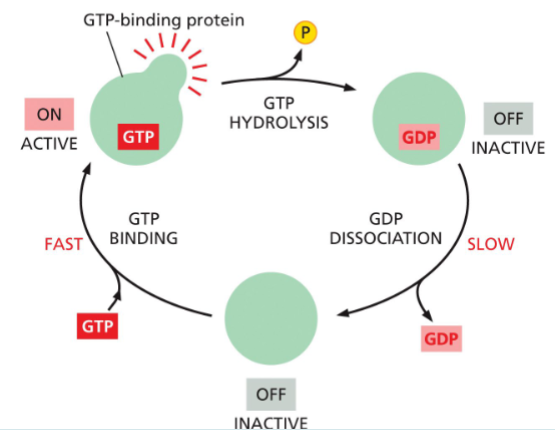 <p>when GTP is bound</p><ul><li><p>they can hydrolyze this GTP to GDP—which releases a phosphate and flips the protein to an inactive conformation</p></li><li><p>the active conformation is regained by dissociation of the GDP, followed by the binding of a fresh molecule of GTP </p></li></ul><p></p>
