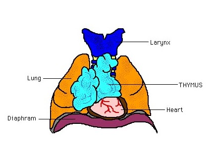 <p><span>in the upper portion of the mediastinum, posterior to the sternum and between the lungs</span></p>