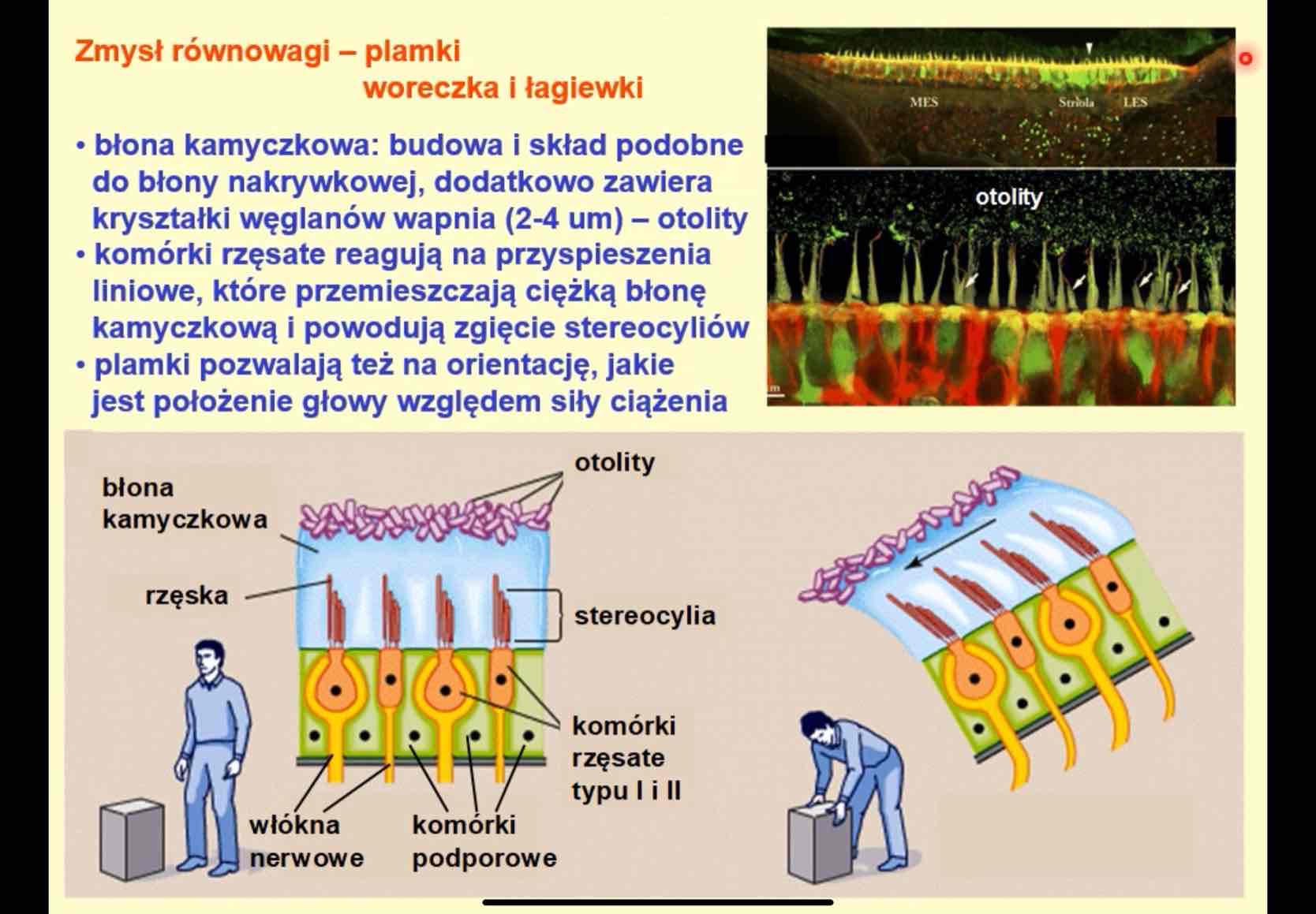 <p>kryształki węglanów wapnia w błonie kamyczkowej plamek woreczka i łagiewki</p>