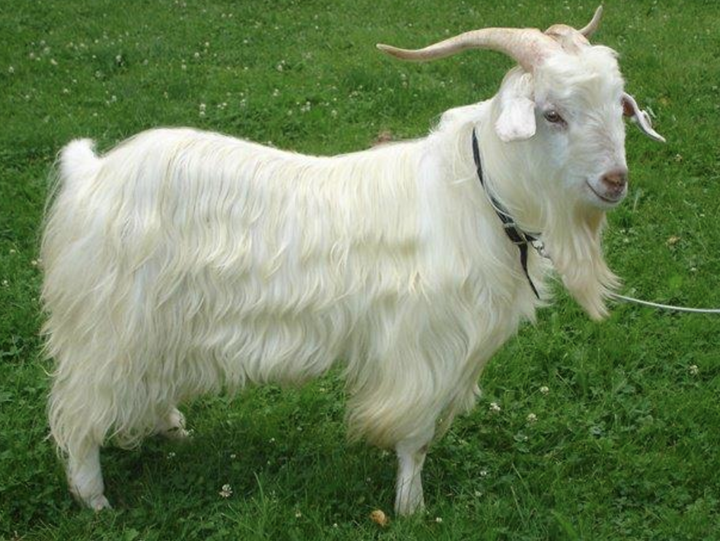 <p>What Goat is this?</p>