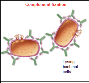 <p>activate of classical complement pathway → result in specific rupturing of cells and some viruses</p>