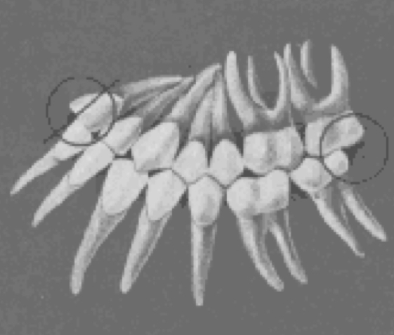 <p>more contained area for the upper teeth, making normal occlusion impossible</p>