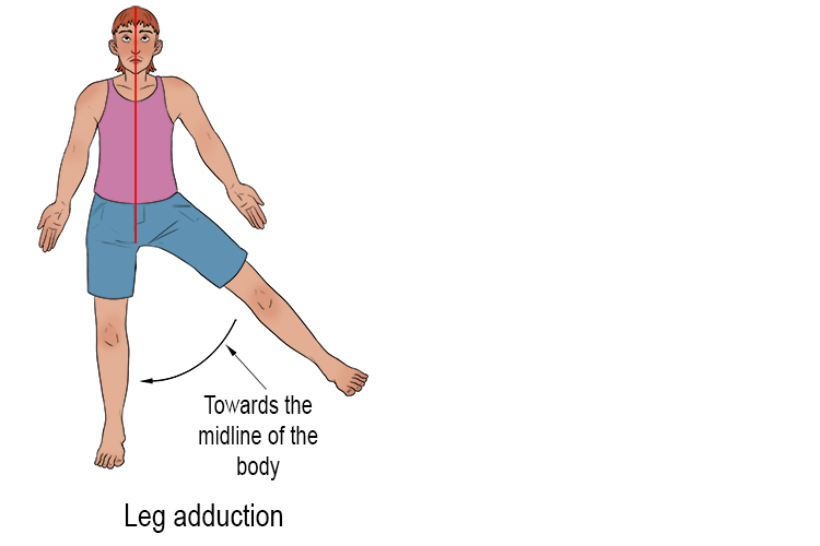 <p>Movement towards the midline of the body, an imaginary line running down the middle of a body or any limb</p>