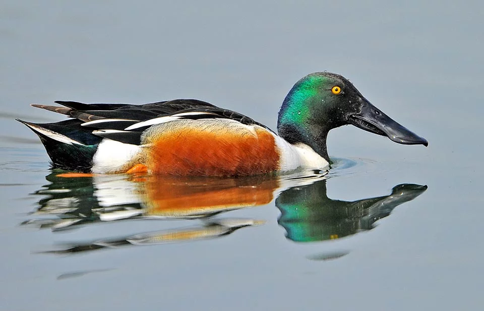 Anseriformes - Anatidae - Anas clypeata