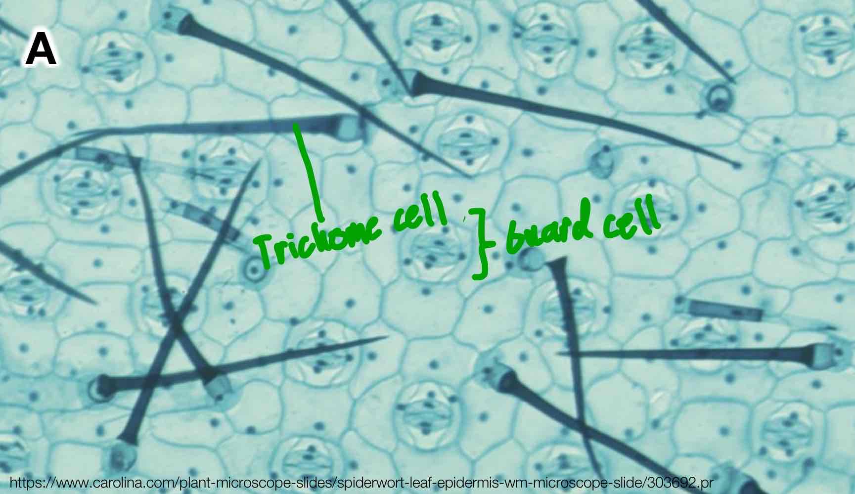 <p>There are two specialized epidermal cells:</p><ul><li><p>Guard cells, found between stomata.</p></li><li><p>Trichome cells (trichomes) with multiple functions in regards to protection and sustinance.</p></li></ul>